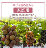 ぶどう 【つぶらぶどう園】 家庭用 詰合せ ぶどう色々 品種お任せ 4kg 栃木県栃木市 《7/上旬～7/中旬より出荷》