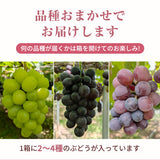 ぶどう 【つぶらぶどう園】 家庭用 詰合せ ぶどう色々 品種お任せ 4kg 栃木県栃木市 《7/上旬～7/中旬より出荷》