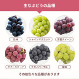 ぶどう 【つぶらぶどう園】 家庭用 詰合せ ぶどう色々 品種お任せ 4kg 栃木県栃木市 《7/上旬～7/中旬より出荷》