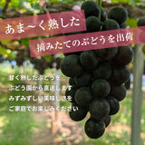 ぶどう 【つぶらぶどう園】 家庭用 詰合せ ぶどう色々 品種お任せ 4kg 栃木県栃木市 《7/上旬～7/中旬より出荷》