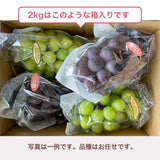 ぶどう 【つぶらぶどう園】 家庭用 詰合せ ぶどう色々 品種お任せ 2kg 栃木県栃木市 《7/上旬～7/中旬より出荷》