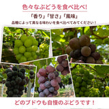 ぶどう 【つぶらぶどう園】 家庭用 詰合せ ぶどう色々 品種お任せ 4kg 栃木県栃木市 《7/上旬～7/中旬より出荷》