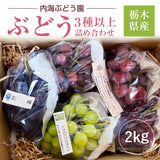 ぶどう 【内海ぶどう園】 葡萄 詰合せ 品種お任せ 2kg 3～6房 贈答用 栃木県栃木市《8/中旬～8/下旬より出荷》