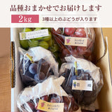 ぶどう 【内海ぶどう園】 葡萄 詰合せ 品種お任せ 2kg 3～6房 贈答用 栃木県栃木市《8/中旬～8/下旬より出荷》