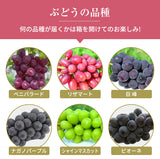 ぶどう 【内海ぶどう園】 葡萄 詰合せ 品種お任せ 2kg 3～6房 贈答用 栃木県栃木市《8/中旬～8/下旬より出荷》