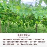 ぶどう 【内海ぶどう園】 葡萄 詰合せ 品種お任せ 2kg 3～6房 贈答用 栃木県栃木市《8/中旬～8/下旬より出荷》