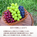 ぶどう 【内海ぶどう園】 葡萄 詰合せ 品種お任せ 2kg 3～6房 贈答用 栃木県栃木市《8/中旬～8/下旬より出荷》