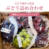 ぶどう 【内海ぶどう園】 葡萄 詰合せ 品種お任せ 2kg 3～6房 贈答用 栃木県栃木市《8/中旬～8/下旬より出荷》