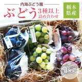 ぶどう 【内海ぶどう園】 葡萄 詰合せ 品種お任せ 3kg 6～10房 贈答用 栃木県栃木市《8/中旬～8/下旬より出荷》