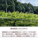 ぶどう 【内海ぶどう園】 葡萄 詰合せ 品種お任せ 3kg 6～10房 贈答用 栃木県栃木市《8/中旬～8/下旬より出荷》