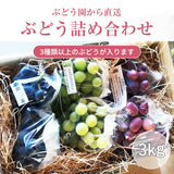 ぶどう 【内海ぶどう園】 葡萄 詰合せ 品種お任せ 3kg 6～10房 贈答用 栃木県栃木市《8/中旬～8/下旬より出荷》