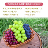 ぶどう 【内海ぶどう園】 葡萄 詰合せ 品種お任せ 4kg 8～12房 贈答用 栃木県栃木市《8/中旬～8/下旬より出荷》