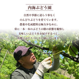 ぶどう 【内海ぶどう園】 葡萄 詰合せ 品種お任せ 4kg 8～12房 贈答用 栃木県栃木市《8/中旬～8/下旬より出荷》