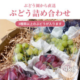 ぶどう 【内海ぶどう園】 葡萄 詰合せ 品種お任せ 4kg 8～12房 贈答用 栃木県栃木市《8/中旬～8/下旬より出荷》