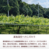 ぶどう 【内海ぶどう園】 希少 リザマート 2kg 2～4房 贈答用 栃木県栃木市《8/中旬～8/下旬の出荷》