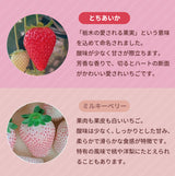 いちご 【山川いちご園】 食べ比べ スカイベリー とちあいか ミルキーベリー 540g 栃木県 苺 イチゴ 《1/上旬より出荷》