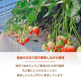 いちご 【山川いちご園】 食べ比べ スカイベリー とちあいか ミルキーベリー 540g 栃木県 苺 イチゴ 《1/上旬より出荷》