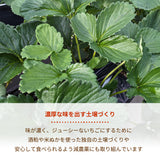 いちご 【山川いちご園】 食べ比べ スカイベリー とちあいか ミルキーベリー 540g 栃木県 苺 イチゴ 《1/上旬より出荷》