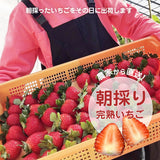 いちご 【山川いちご園】 食べ比べ スカイベリー とちあいか ミルキーベリー 540g 栃木県 苺 イチゴ 《1/上旬より出荷》