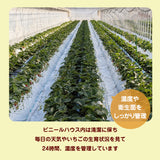 いちご 【横田農園】 オリジナルブランドいちご 甘園房 270g×4パック 福島県須賀川市《1/上旬～中旬より出荷》