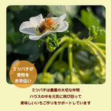 いちご 【横田農園】 オリジナルブランドいちご 甘園房 270g×4パック 福島県須賀川市《1/上旬～中旬より出荷》