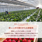 いちご 【横田農園】 オリジナルブランドいちご 甘園房 270g×4パック 福島県須賀川市《1/上旬～中旬より出荷》