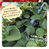 いちご 【横田農園】 オリジナルブランドいちご 甘園房 270g×4パック 福島県須賀川市《1/上旬～中旬より出荷》
