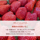 いちご 【横田農園】 オリジナルブランドいちご 甘園房 270g×4パック 福島県須賀川市《1/上旬～中旬より出荷》