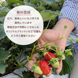 いちご 【横田農園】 オリジナルブランドいちご 甘園房 270g×4パック 福島県須賀川市《1/上旬～中旬より出荷》
