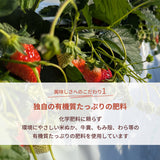 いちご 【横田農園】 オリジナルブランドいちご 甘園房 9～15粒×2 3L~5L 800g 福島県須賀川市 《1/上旬～中旬より出荷》