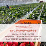 いちご 【横田農園】 オリジナルブランドいちご 甘園房 9～15粒×2 3L~5L 800g 福島県須賀川市 《1/上旬～中旬より出荷》