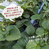 いちご 【横田農園】 オリジナルブランドいちご 甘園房 9～15粒×2 3L~5L 800g 福島県須賀川市 《1/上旬～中旬より出荷》