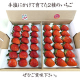 いちご 【横田農園】食べ比べ 甘園房 ゆうやけベリー 18粒 400gずつ 福島県須賀川市《1/上旬～中旬より出荷》