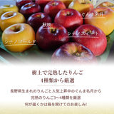 りんご 【信州安曇野 米山農園】 3~4種のりんご  ちょっと良い家庭用 4.6kg 16～23個 長野県安曇野 林檎 秋映 シナノスイート シナノゴールド ぐんま名月 ふじ 《11/上旬～11/中旬より出荷》
