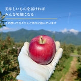 りんご 【信州安曇野 米山農園】 3~4種のりんご  ちょっと良い家庭用 4.6kg 16～23個 長野県安曇野 林檎 秋映 シナノスイート シナノゴールド ぐんま名月 ふじ 《11/上旬～11/中旬より出荷》