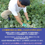 メロン 【方波見農園】 ゆうか 優香 3L以上 2玉 2.4~3.6kg以上 糖度16度以上 贈答用 茨城県鉾田市 《6/上旬～6/中旬より出荷》