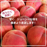 桃 【結城農園】 白桃 3㎏ 5～12玉 品種おまかせ 山形県産 《8/下旬～9/上旬より出荷》