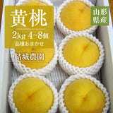桃 【結城農園】 黄桃 2㎏ 4～8玉 品種おまかせ 山形県産 《8/中旬～9/上旬より出荷》