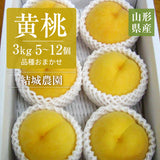 桃 【結城農園】 黄桃 3㎏ 5～12玉 品種おまかせ 山形県産 《8/下旬～9/上旬より出荷》