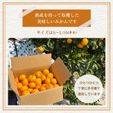 みかん 【柑土里ファーム】 三ヶ日みかん 4㎏ S~L混載(SM多め)  糖度12度前後 静岡県 三ヶ日 《11/下旬～12/上旬より出荷開始》