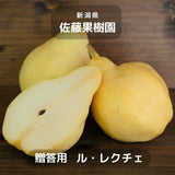 洋梨 【佐藤果樹園】 洋なし ル・レクチェ 2kg 5～6玉 贈答用 新潟県 ルレクチェ  御歳暮 お歳暮 《11/下旬～12/上旬より出荷》