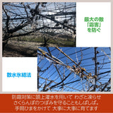 さくらんぼ 【鈴木農園】 佐藤錦 1kg L～２L 贈答 山形県東根市 《6/中旬～6/下旬の出荷》