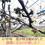 さくらんぼ 【鈴木農園】 佐藤錦 1kg L～２L 贈答 山形県東根市 《6/中旬～6/下旬の出荷》