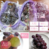 ぶどう 【佐藤果樹園】 あづましずく 1.5kg ２〜4房 贈答用 福島県 ブドウ 葡萄 《8/中旬～下旬出荷》