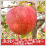 りんご 【長田果樹園 】サンふじ 小玉 ミニ 訳あり 家庭用 10kg 46個以上 福島県石川町 リンゴ 林檎 小さい 10キロ １０ｋｇ さんふじ フジ《12/中旬～12/下旬より出荷》