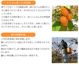干し柿 【市田屋】 市田柿 L 500g 約20個 贈答用 化粧箱 長野県 高森町  干柿 ころ柿 枯露柿 《12/15頃～下旬より出荷》