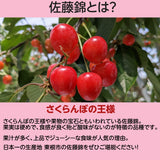 さくらんぼ 【桜桃慕庵】 佐藤錦 1kg 贈答用 L以上 山形 東根市 《6/中旬～6/下旬の出荷》