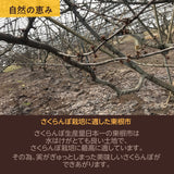 さくらんぼ 【桜桃慕庵】 佐藤錦 1kg 贈答用 L以上 山形 東根市 《6/中旬～6/下旬の出荷》