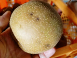 梨 【長田果樹園】 和梨 ５kg ご家庭用 訳あり S以上 18～22個 福島県 《9月中旬の出荷》