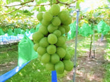 ぶどう 【伊藤農園】 葡萄 シャインマスカット 2～３房 家庭用 訳あり 約1.5kg 山形県 フルーツ  ≪9/中旬～9/下旬より出荷》 フルーツ 果物